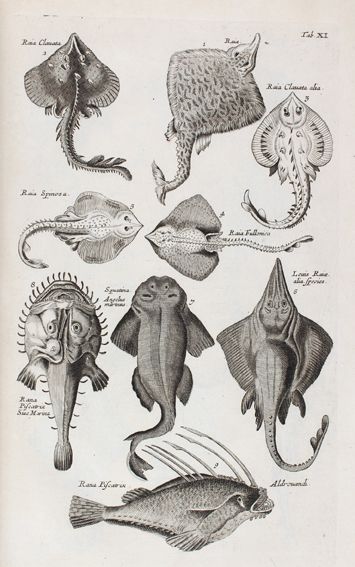 Große Abbildung Nr.1: 120-1043 Jonston,J.: (Zoologie)