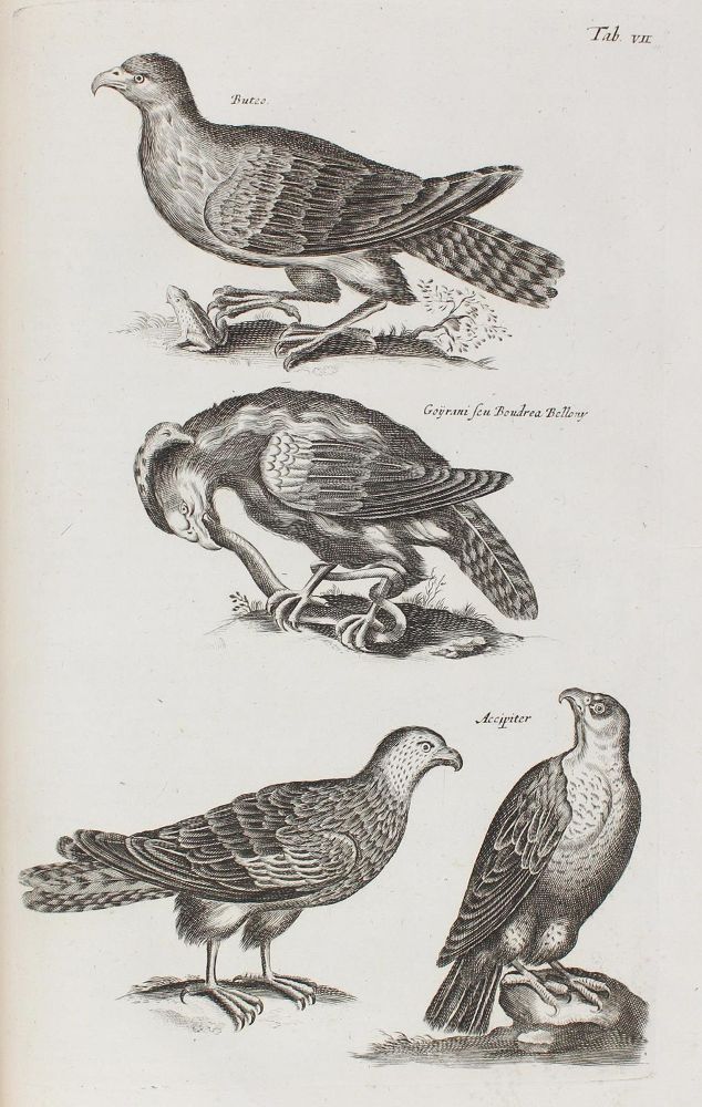 Große Abbildung Nr.2: 120-1043 Jonston,J.: (Zoologie)