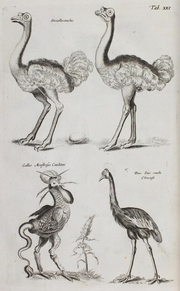 Große Abbildung Nr.3: 120-1043 Jonston,J.: (Zoologie)