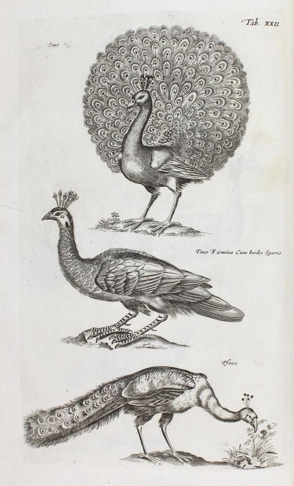 Große Abbildung Nr.4: 120-1043 Jonston,J.: (Zoologie)