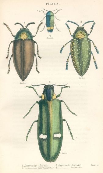 Große Abbildung Nr.1: 120-1044 Konvolut: (Zoologie)