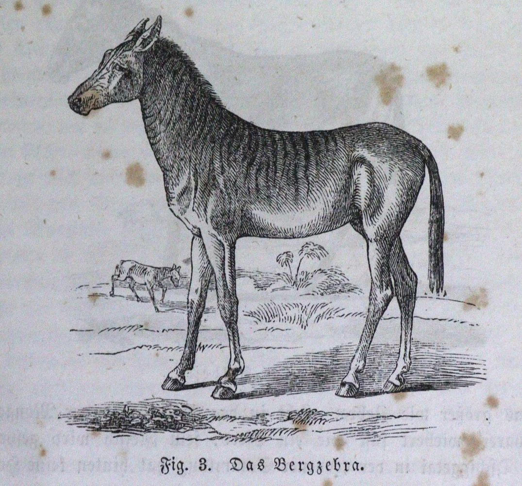 Große Abbildung Nr.1: 120-1045 Konvolut: (Zoologie)