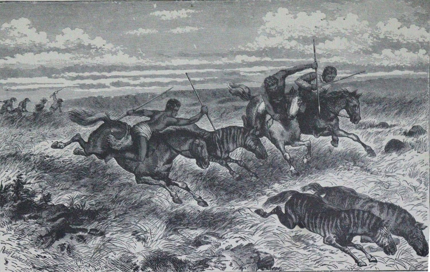 Große Abbildung Nr.1: 120-1046 Konvolut: (Zoologie)