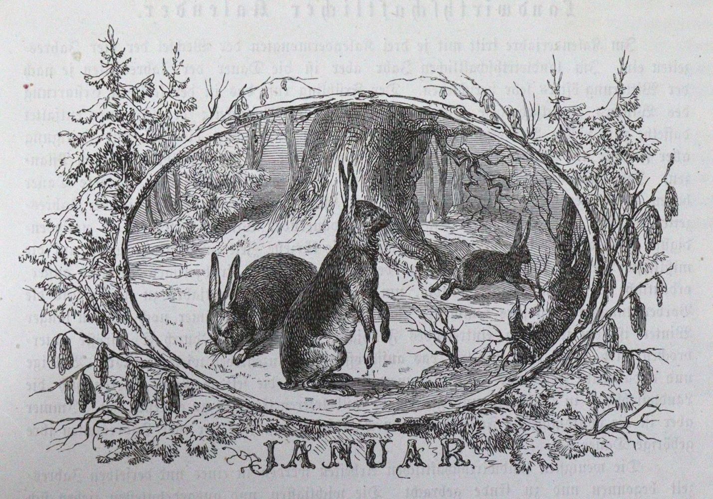 Große Abbildung Nr.1: 120-1047 Konvolut: (Zoologie)