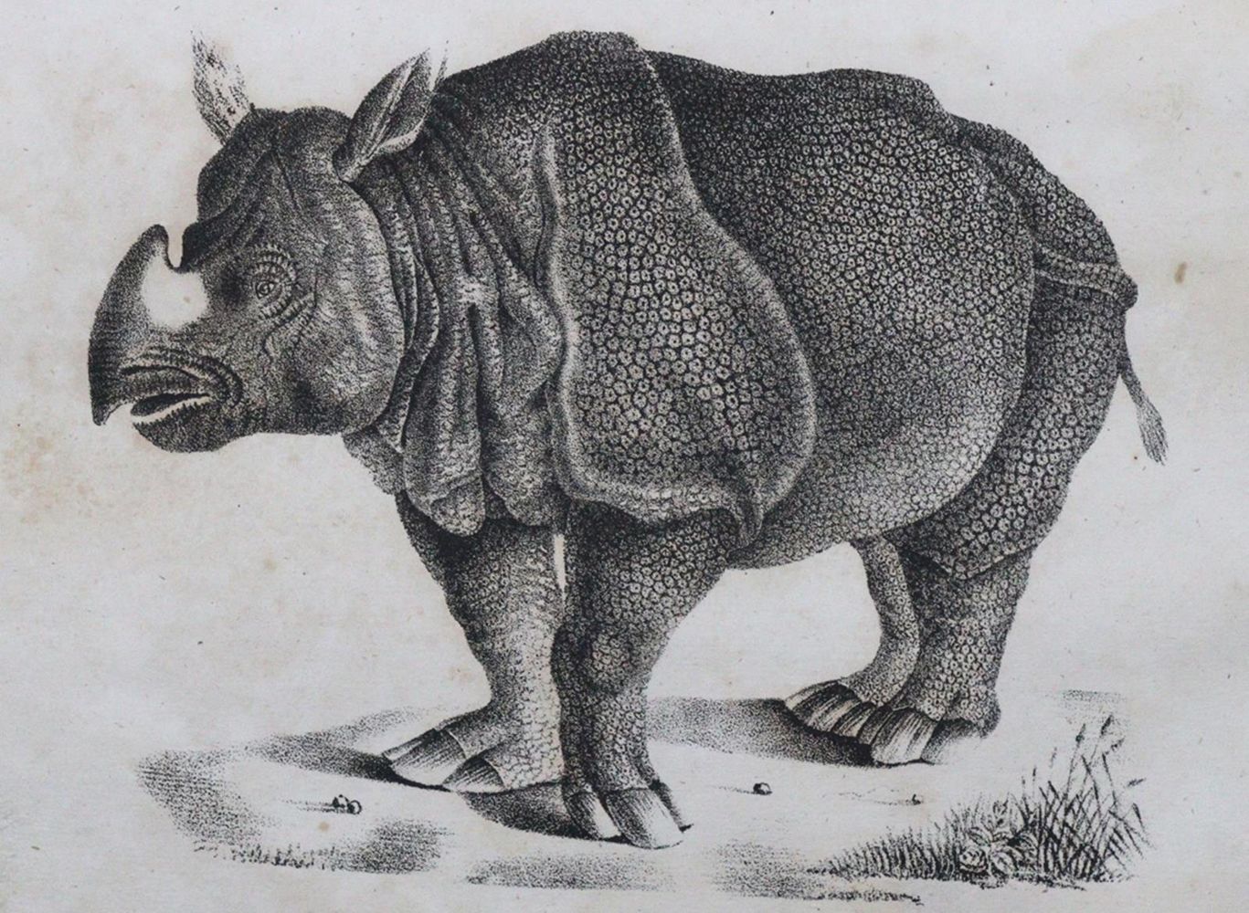 Große Abbildung Nr.1: 120-1051 Naturgeschichte in getreuen Abbildungen, Die,: (Zoologie)
