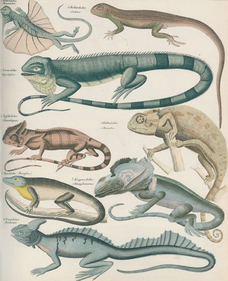 Große Abbildung Nr.1: 120-1052 Oken,(L.).: (Zoologie)