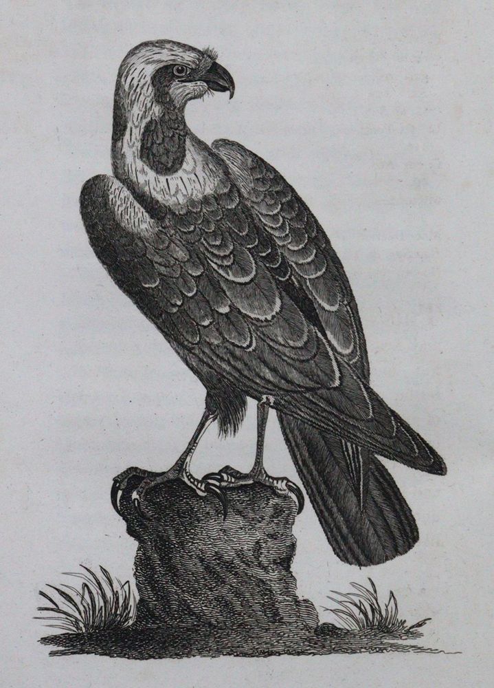 Große Abbildung Nr.1: 120-1053 Pennant,T.: (Zoologie)