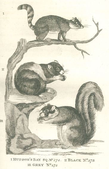 Große Abbildung Nr.1: 120-1054 (Pennant,T.).: (Zoologie)