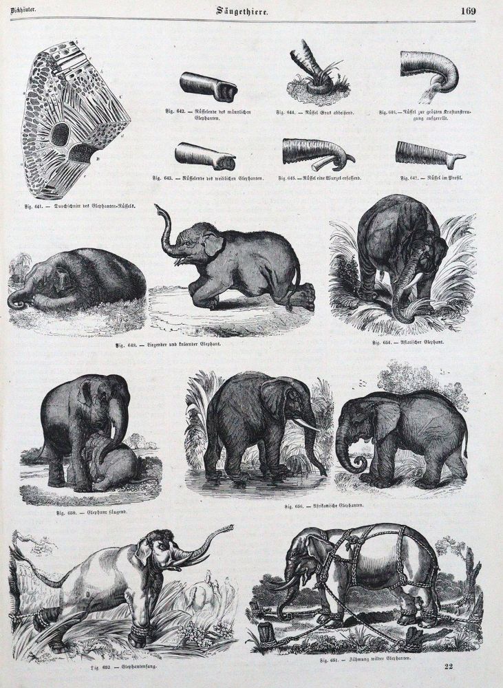 Große Abbildung Nr.1: 120-1056 Pöppig,E.(F.).: (Zoologie)
