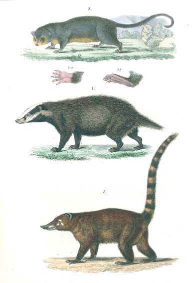 Große Abbildung Nr.1: 120-1057 Reichenbach,A.B.: (Zoologie)