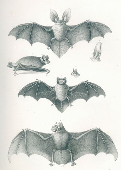 Große Abbildung Nr.1: 120-1061 Schinz,H.R.: (Zoologie)
