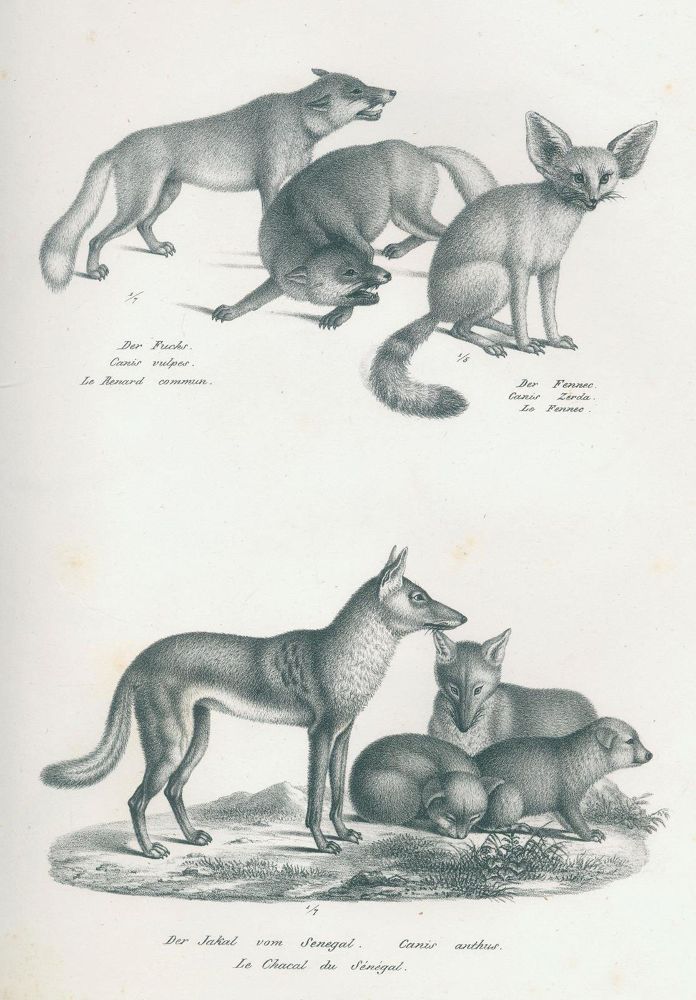 Große Abbildung Nr.2: 120-1061 Schinz,H.R.: (Zoologie)