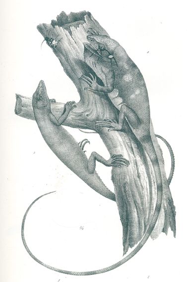 Große Abbildung Nr.1: 120-1062 Schinz,H.R.: (Zoologie)