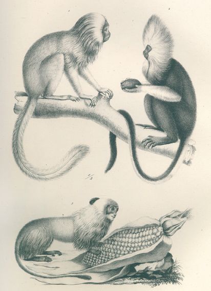 Große Abbildung Nr.11: 120-1062 Schinz,H.R.: (Zoologie)