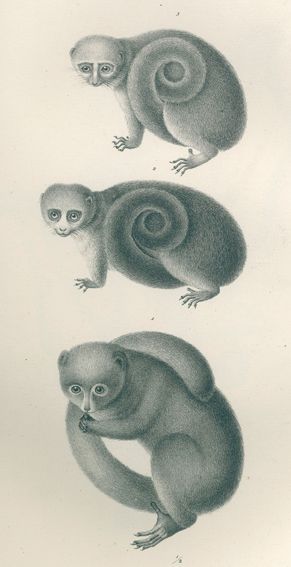 Große Abbildung Nr.12: 120-1062 Schinz,H.R.: (Zoologie)