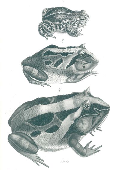 Große Abbildung Nr.2: 120-1062 Schinz,H.R.: (Zoologie)
