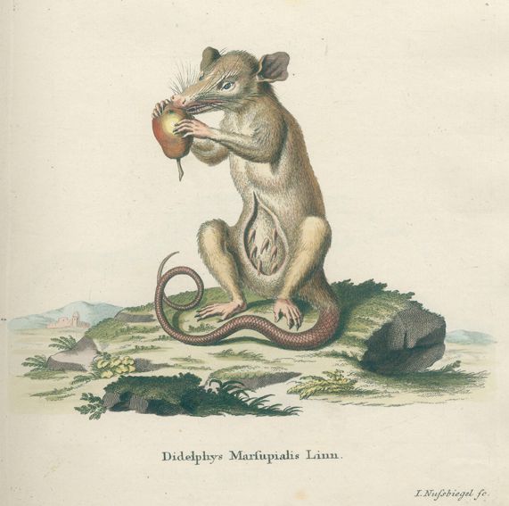 Große Abbildung Nr.1: 120-1064 (Schreber,J.C.D.: (Zoologie)