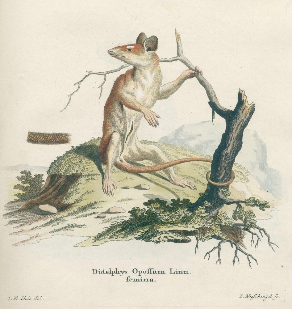 Große Abbildung Nr.2: 120-1064 (Schreber,J.C.D.: (Zoologie)