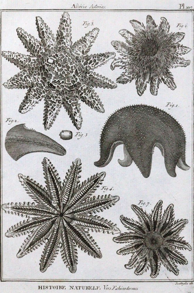 Große Abbildung Nr.1: 120-1065 (Diderot,D.).: (Zoologie, Seesterne)
