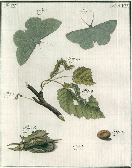 Große Abbildung Nr.1: 120-1066 Sepp,J.C.: (Zoologie)