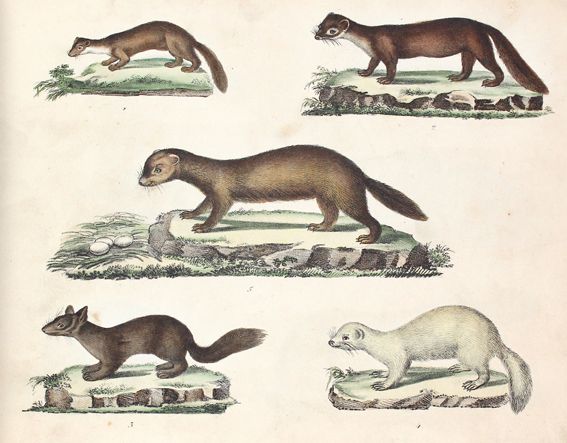 Große Abbildung Nr.1: 120-1067 Strack,F.: (Zoologie)
