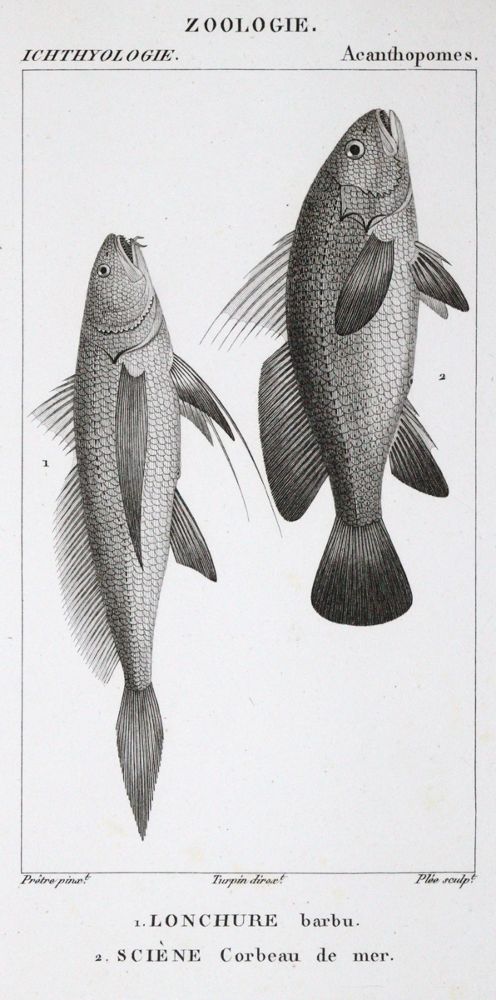 Große Abbildung Nr.1: 120-1068 Turpin,P.J.F.: (Zoologie)