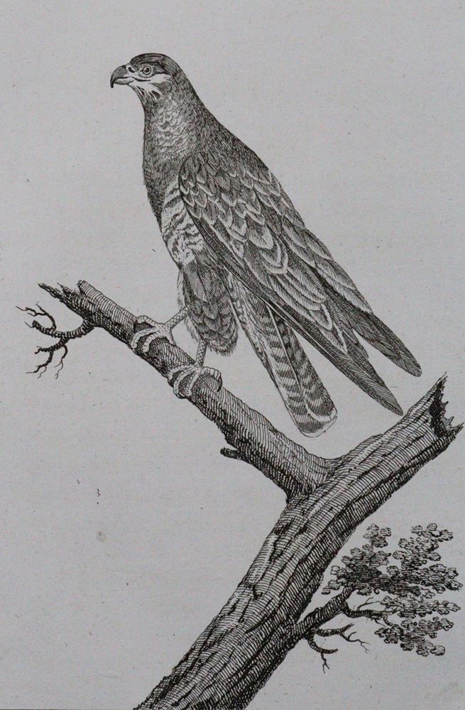 Große Abbildung Nr.1: 120-1069 Bechstein,J.M.: (Zoologie, Vögel)