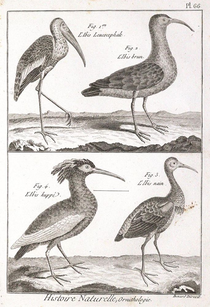 Große Abbildung Nr.1: 120-1070 Bonnaterre,(J.P.) u. L.P.Vieillot.: (Zoologie, Vögel)