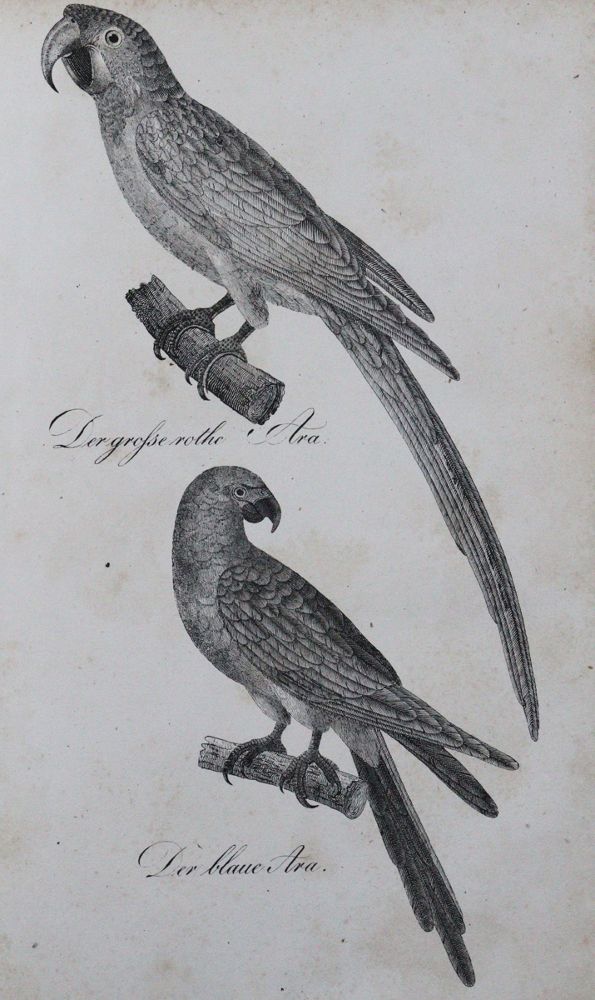 Große Abbildung Nr.1: 120-1072 (Buhle,C.A.).: (Zoologie, Vögel)