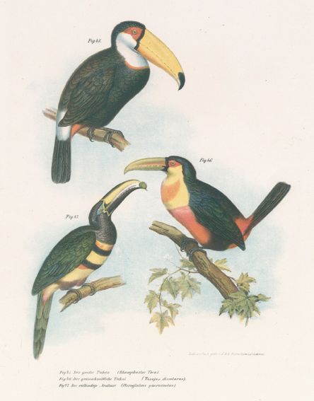 Große Abbildung Nr.1: 120-1073 Fitzinger,L.J.: (Zoologie, Vögel)