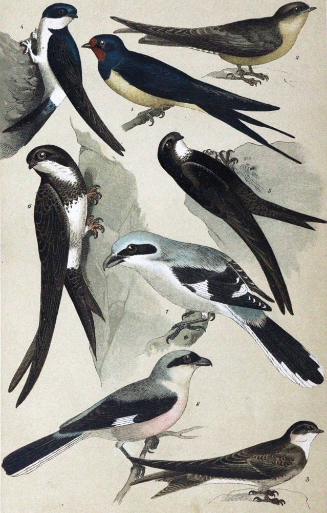 Große Abbildung Nr.1: 120-1074 Friderich,C.G.: (Zoologie, Vögel)