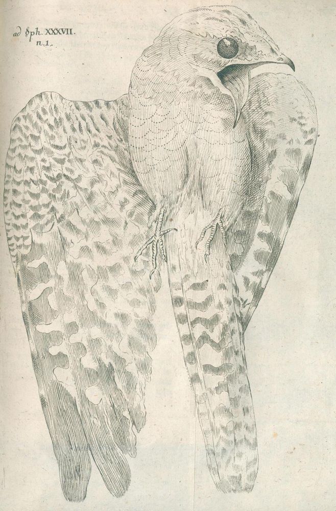 Große Abbildung Nr.1: 120-1075 Klein,J.T.: (Zoologie, Vögel)