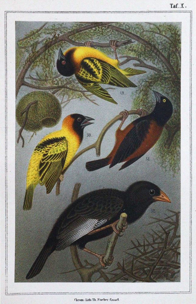 Große Abbildung Nr.1: 120-1076 Ruß,K.: (Zoologie, Vögel)