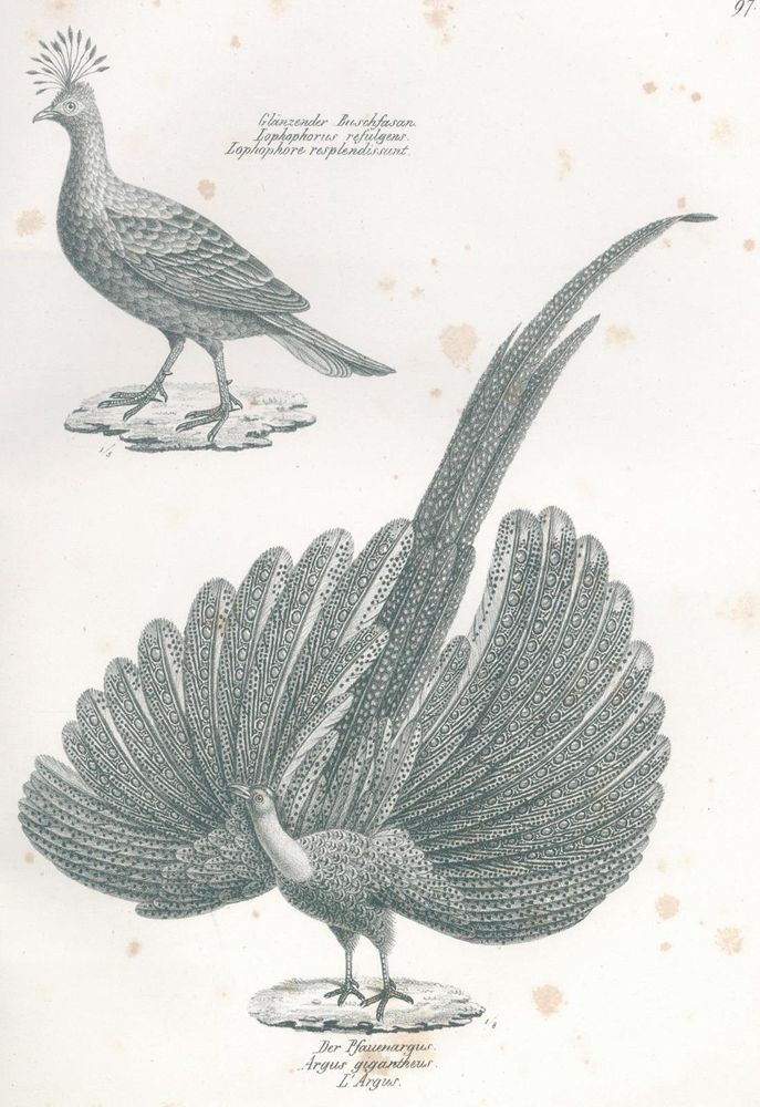 Große Abbildung Nr.1: 120-1077 Schinz,H.R.: (Zoologie, Vögel)