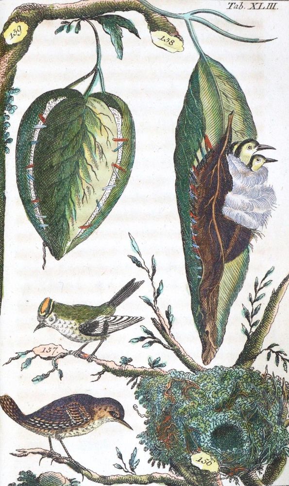 Große Abbildung Nr.1: 120-1079 (Wilhelm,G.T.).: (Zoologie, Vögel)