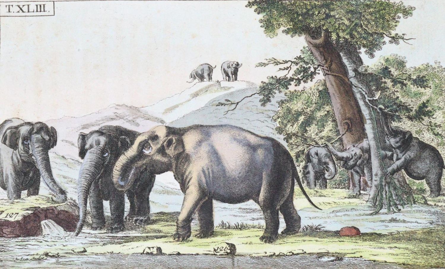 Große Abbildung Nr.1: 120-1080 (Wilhelm,G.T.).: (Zoologie)
