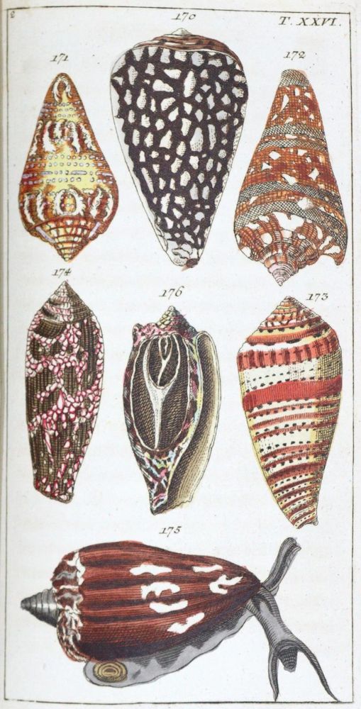 Große Abbildung Nr.1: 120-1081 (Wilhelm,G.T.).: (Zoologie, Würmer)