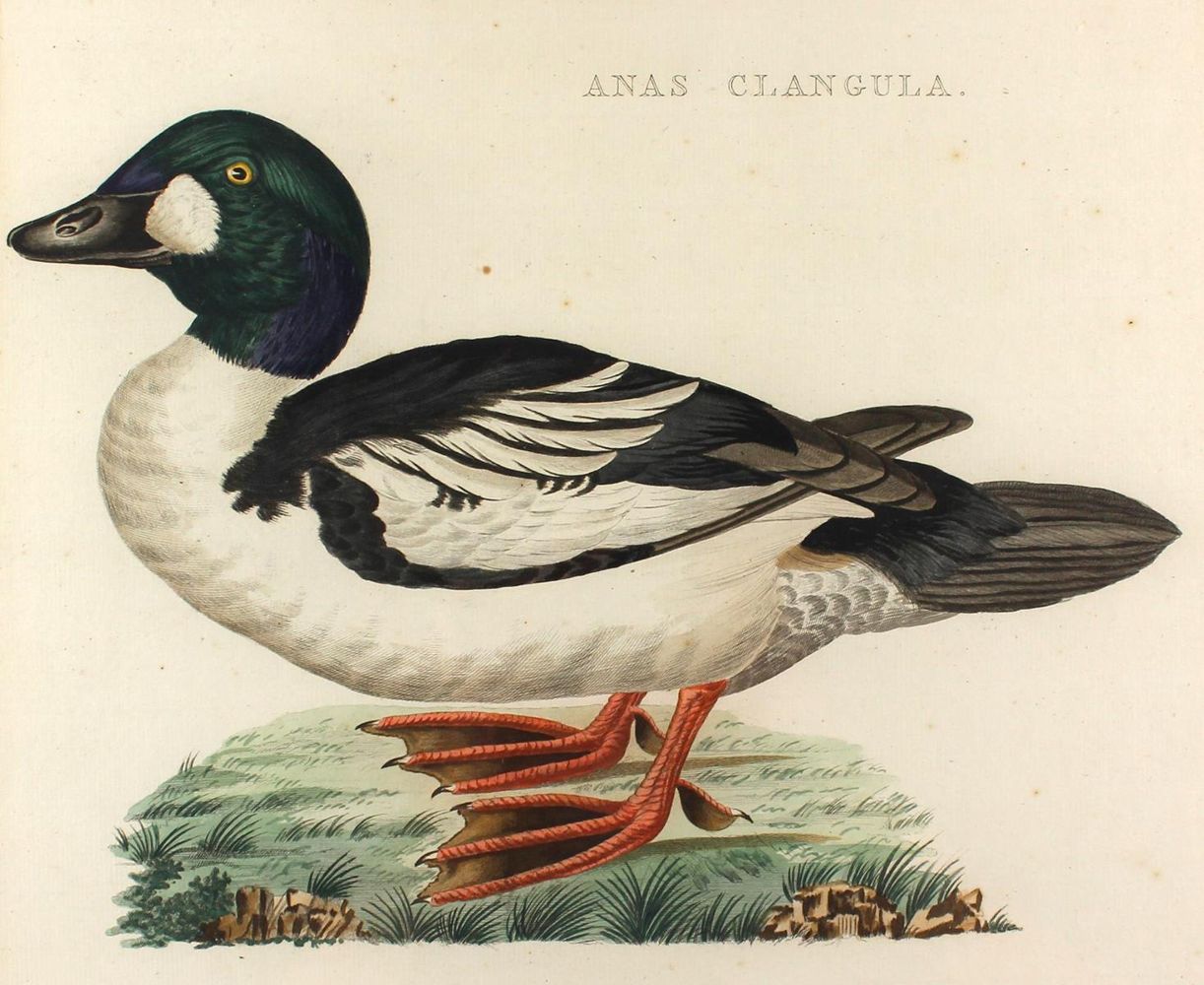 Große Abbildung Nr.1: 120-2091 Anas Clangula.: (Varia, Vögel)