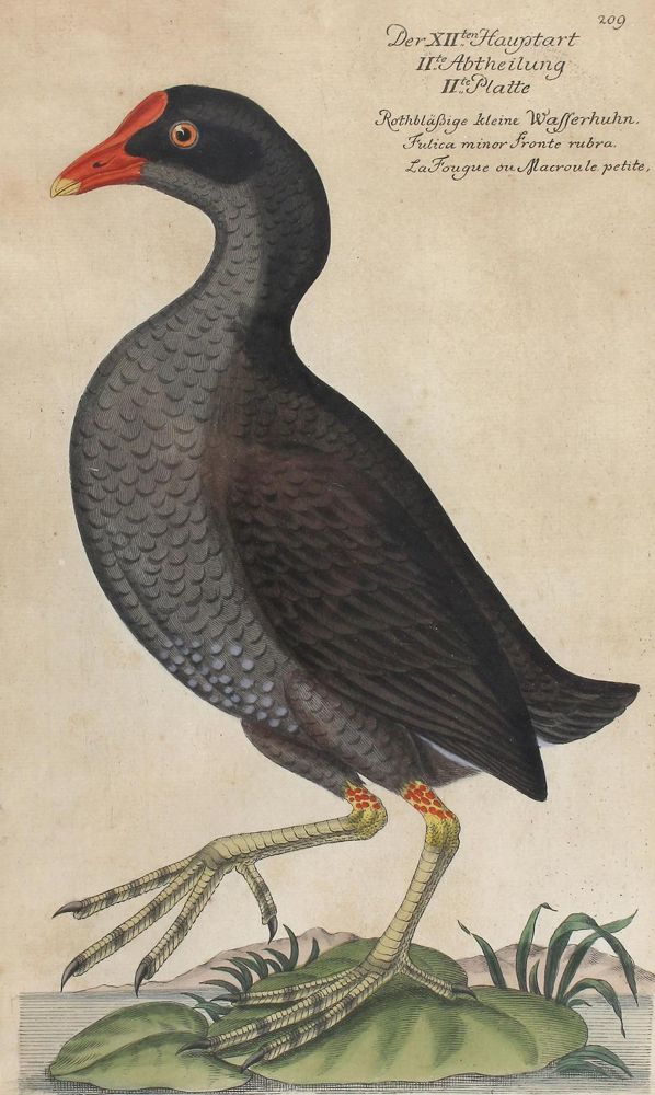 Große Abbildung Nr.1: 120-2093 Frisch, Johann Leonhard.: (Varia, Vögel)