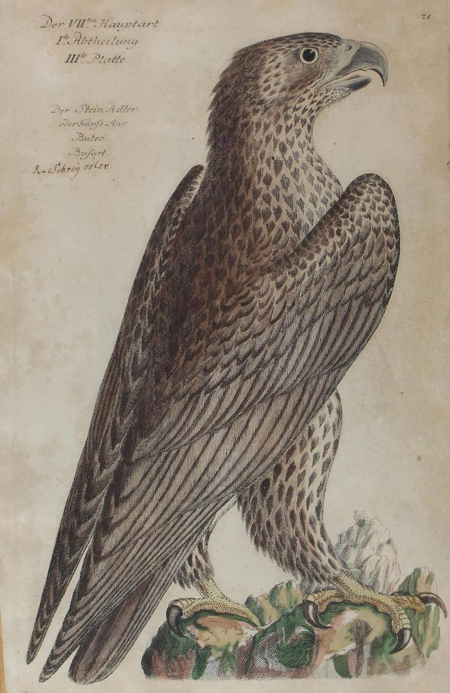 Große Abbildung Nr.2: 120-2093 Frisch, Johann Leonhard.: (Varia, Vögel)
