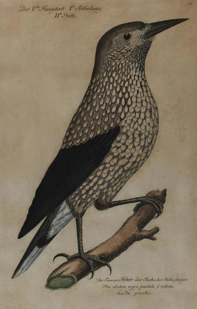 Große Abbildung Nr.6: 120-2093 Frisch, Johann Leonhard.: (Varia, Vögel)