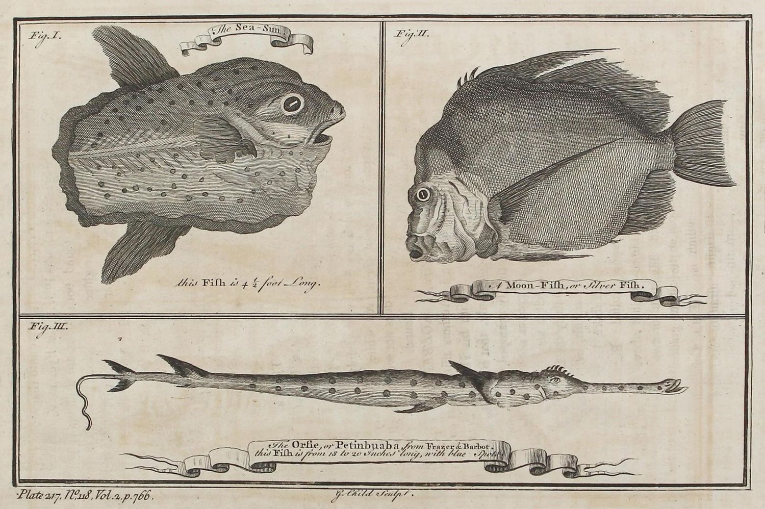 Große Abbildung Nr.1: 120-2096 Fische.: (Varia, Zoologie, Fische)