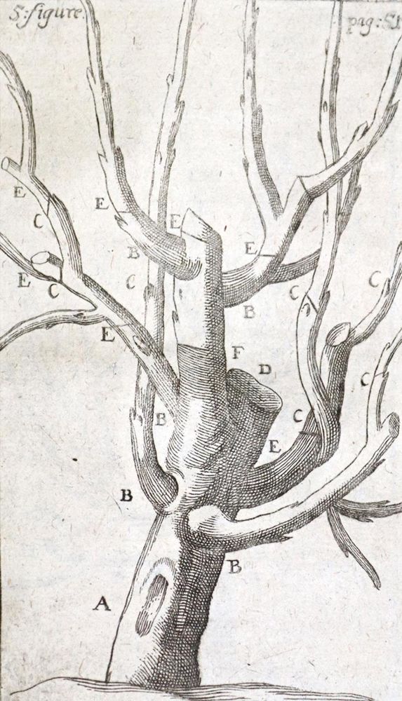 Große Abbildung Nr.2: 120-429 Dahuron,R.: (Land- und Forstwirtschaft, Garten)