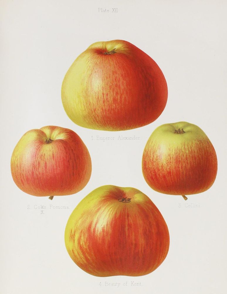 Große Abbildung Nr.1: 120-436 Bull,H.G.: (Land- und Forstwirtschaft, Landwirtschaft, Obstbau)