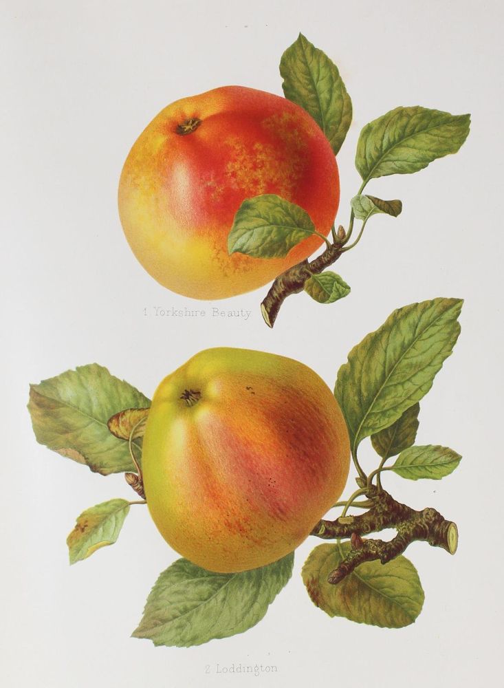 Große Abbildung Nr.2: 120-436 Bull,H.G.: (Land- und Forstwirtschaft, Landwirtschaft, Obstbau)
