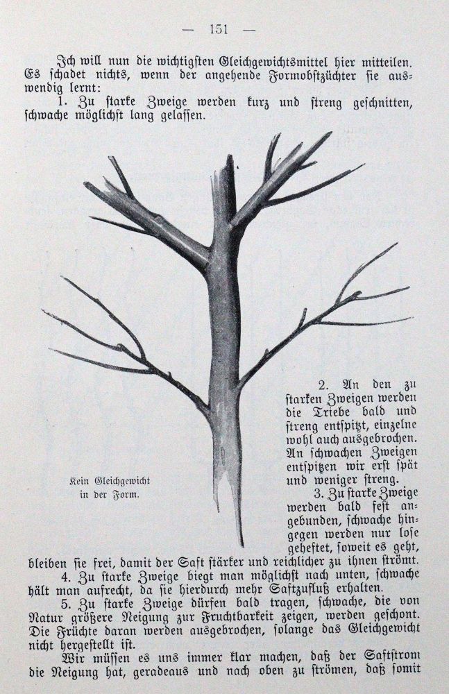 Große Abbildung Nr.1: 120-439 Böttner,J.: (Land- und Forstwirtschaft, Obstbau)