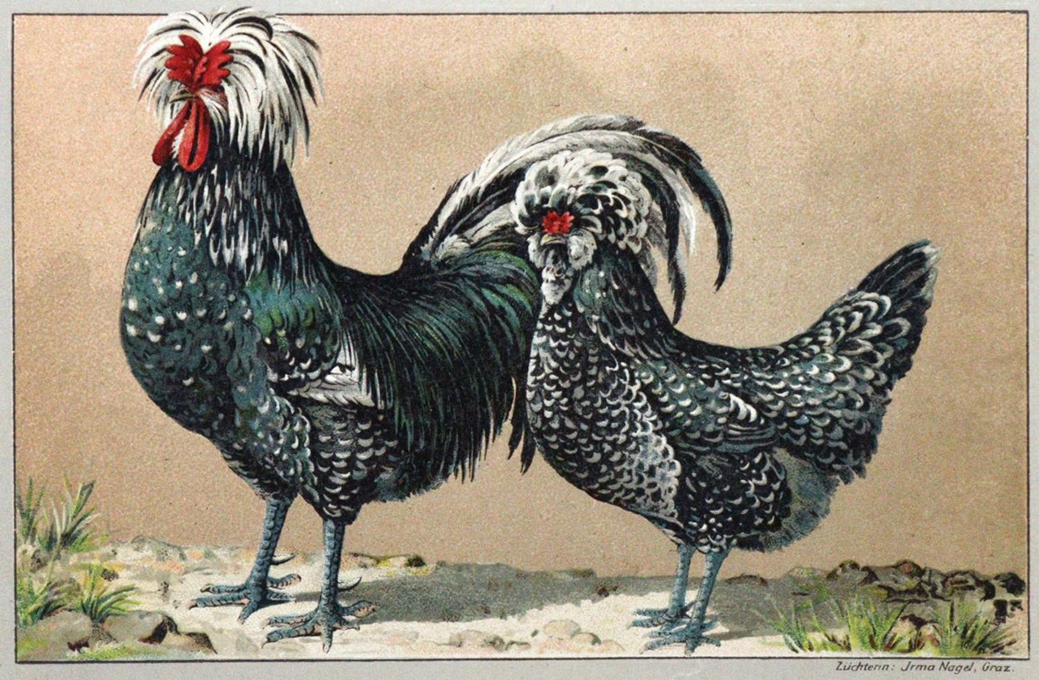 Große Abbildung Nr.1: 120-440 Kramer,R.: (Land- und Forstwirtschaft, Tierhaltung, Geflügel)