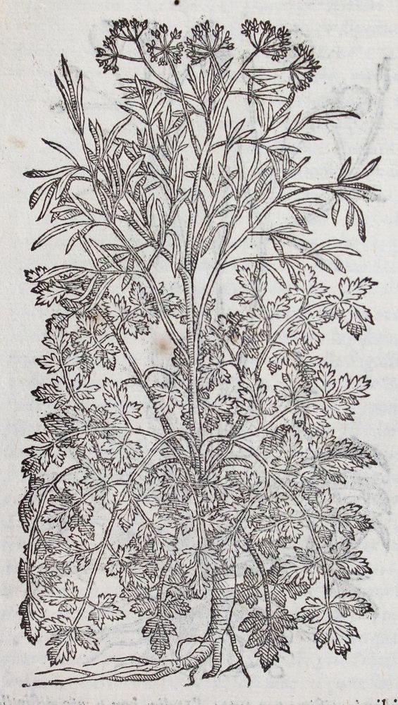 Große Abbildung Nr.1: 120-67 Matthiolus,P.A.: (Botanik)
