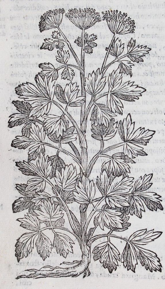 Große Abbildung Nr.2: 120-67 Matthiolus,P.A.: (Botanik)