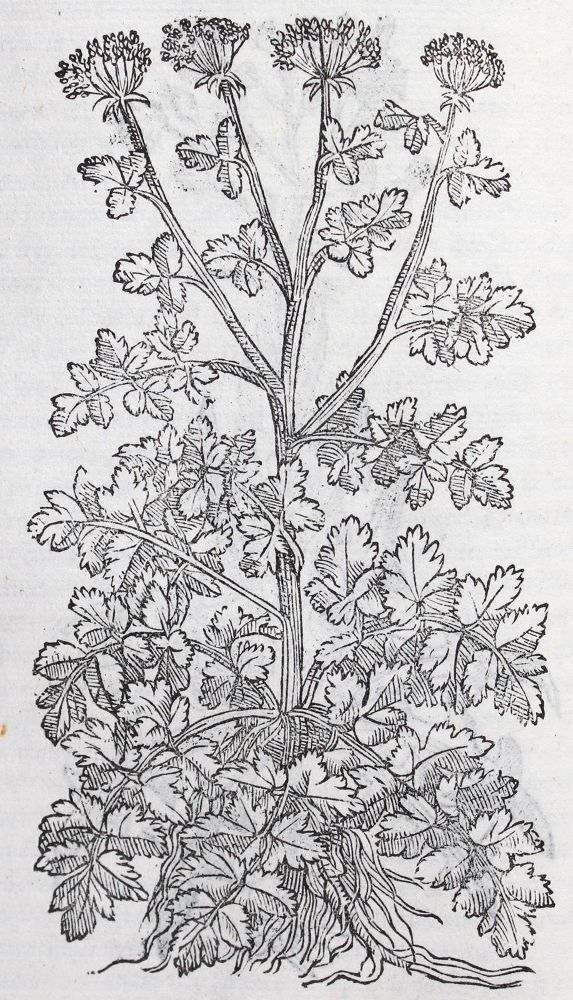 Große Abbildung Nr.3: 120-67 Matthiolus,P.A.: (Botanik)